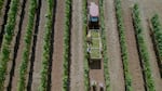 Aerial shot of workers in a vineyard.