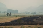 Cattle graze near a burned area in Twickenham in Wheeler County, Ore. 