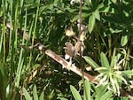 Scientists are releasing endangered fender's blue butterflies onto the Finley National Wildlife Refuge south of Corvallis, Oregon