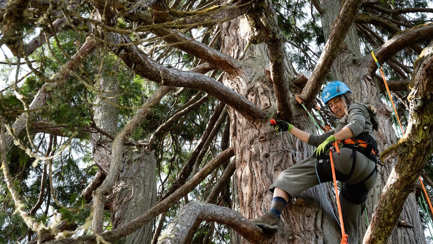 Oregon's aspiring tree climbers reach new heights - OPB