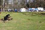 The Belmont Goats were returned to their enclosure after someone vandalized it this week, releasing them. The goats' current home is next to an unsanctioned camp.