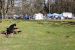 The Belmont Goats were returned to their enclosure after someone vandalized it this week, releasing them. The goats' current home is next to an unsanctioned camp. 