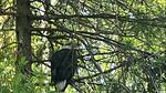 A bald eagle in a tree.