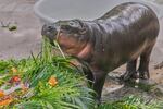 Baby pygmy hippo Moo Deng eats fruit presented for her first birthday celebration at the Khao Kheow Open Zoo in Chonburi province, Thailand, Thursday, July 10, 2025.