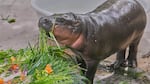 Baby pygmy hippo Moo Deng eats fruit presented for her first birthday celebration at the Khao Kheow Open Zoo in Chonburi province, Thailand, Thursday, July 10, 2025.