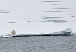 As the climate changes, conflicts between wildlife and humans are on the rise. Polar bears are spending more time on land as warmer temperatures melt the ice they depend on which can lead to more life-threatening encounters and property damage.