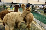 Huayaca alpacas from Strawberry Fields Ranch at Clark County's 19th annual Alpacapalooza.