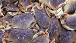 A pile of Dungeness crabs