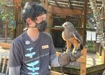 Taka, right, is a Swainson's Hawk, and one of the trained residents at the Cascades Raptor Center.