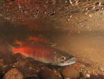 Kokanee salmon, a landlocked species that spends its entire life cycle in freshwater.
