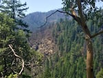 The Miller Complex Fire burned in Southern Oregon and Northern California in 2017. The fire killed some trees, but also left many trees alive.