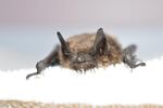 Officials confirmed this brown bat found in King County, Washington, contracted white-nose-syndrome.