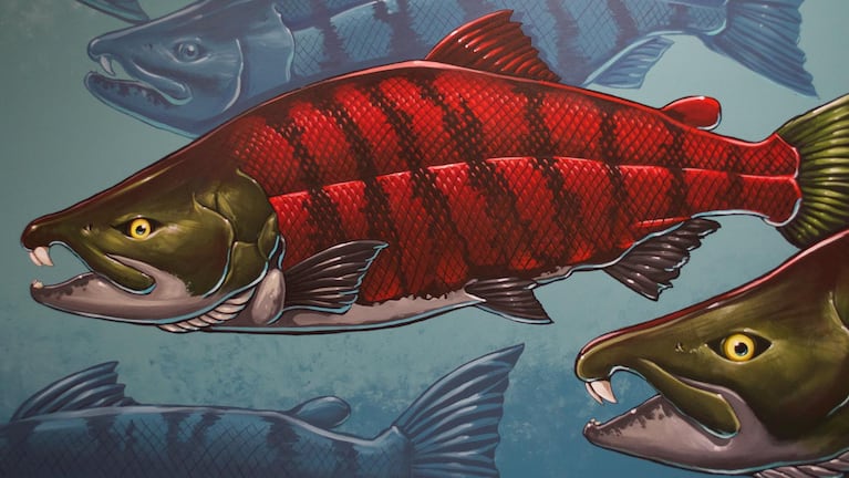 A saber-toothed salmon, as depicted by artist Ray Troll. The mural is part of the University of Oregon Museum of Natural and Cultural History.