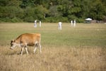 A cow grazes beyond the fence while cricketers play.