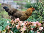 Tove Danovich's chicken Loretta, as featured in her book "Henfluence," pictured here with helleborres in her backyard.