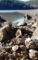 Scientists think the ability of Olympia oysters to withstand ocean acidification, could be bred into the Pacific oysters preferred by farmers.