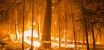 A blaze burns in the Umpqua National Forest in 2017.