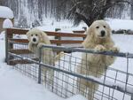 Two maremma sheep dogs protect sheep from predators at McFarland Creek Lamb Ranch in Methow, Washington.