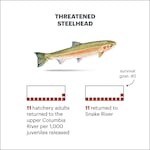 Note: Survival rates of two threatened populations of steelhead trout released from hatcheries between 2014 and 2018, the most recent years for which complete data is available. Source: Columbia Basin Research estimates, map data (c) OpenStreetMap contributors.