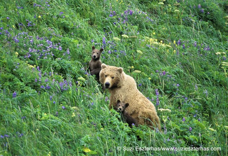 A grizzly bear and her cubs in Alaska's Katmai National Park.