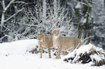 The Oregon Zoo is closed due to the amount snow. Apparently the cheetahs didn't get the notice.
