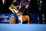 Thor the bulldog wins "Best in Show" in the 2019 National Dog Show.