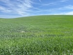 Winter Wheat que crece en Palouse, este de Washington