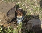 This March 16, 2017, file photo released by the Bannock County Sheriff's Office shows a cyanide device in Pocatello, Idaho. U.S. officials are launching an expanded review of predator-killing cyanide traps and additional guidelines for workers deploying the devices after one sickened a young boy in Idaho and killed his dog.