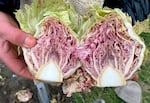 A cross section of a Variegato di Chioggia harvested from Wild Roots Farm in Troutdale, Ore., on Jan. 25, 2023.