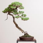 A Japanese Black Pine