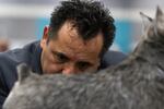 Julio Parisi, a professional groomer and co-owner of a handful of miniature schnauzers, trims and brushes a dog in preparation for show. The Rose City Classic Dog Show was held at the Portland Metropolitan Exposition Center Jan. 15-19, 2020.