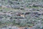A rare photo of the Gray wolf OR-7, taken when the wolf was in California. A wildlife advocacy group, Oregon Wild, says OR-7 has returned to its native state of Oregon.