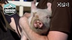 This zany race combines Ford Model T’s, pigs and a dirt track at the Tillamook county fairground. The Pig-N-Ford has been an Oregon tradition for nearly 100 years.