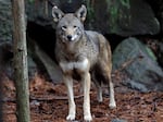 A female red wolf is shown in its habitat at the Museum of Life and Science in Durham, N.C.