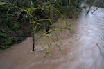 Waters rise in Johnson Creek in Portland, Ore., on March 12, 2026.