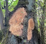 In this undated photo, a tree has been illegally cut in Albany’s Takena Park. Forester Jay Sharpe said volunteers and others are patrolling Albany parks, to be sure this kind of vandalism doesn't happen again.