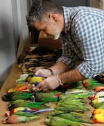 Artist Christopher Marley unloads dead birds for processing and arrangement.