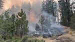 A wildfire burns a forest.
