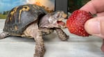 Rockalina chows down on a strawberry.