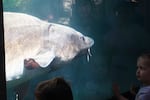 Amelia Schwarz, 2, looks at the sturgeon during Herman the Sturgeon's birthday celebration at the Bonneville Fish Hatchery in Cascade Locks, Ore., on June 22, 2024.