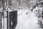 Birds fly between a tree and a railing amid heavy snow on February 23, 2026 in the Brooklyn borough of New York City.