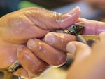 Dye is injected behind the eye of a spring chinook salmon at the Cle Elum Supplementation and Research Facility in Cle Elum, Wash., in 2021. Tagging in this way allows the salmon to spawn naturally and still be identified as hatchery bred fish.