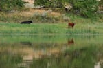 FILE - Cows graze along a section of the Missouri River that includes the Upper Missouri River Breaks National Monument on Sept. 19, 2011, near Fort Benton, Mont.
