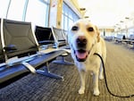 Traveling internationally with a dog — or adopting one from abroad — just got a bit more complicated. The CDC issued new rules intended to reduce the risk of importing rabies.