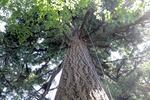 16 climbing ropes hang of a 500-year-old Redwood tree at Silver Falls State Park, July 1, 2025.