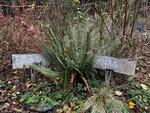 A sword fern is surrounded by wild strawberries in Catlin Gabel's tiny forest outside Portland, Ore., on Dec. 20, 2024.