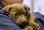 A puppy surrendered to the First Nations Veterinary clinic in Warm Springs, Ore., is adopted by a new owner on April 27, 2025.