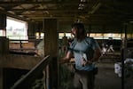 Brian Smyser, 50, extends his arm as he feeds a treat to a bull inside one of his barns at his farm in York, Pennsylvania, on August 12.
