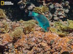 A parrotfish scrapes off and eats turf algae from coral skeletons at Millennium (Caroline) Atoll. This promotes the growth of pink, rock-hard crustose coralline algae — the best surface for coral larvae to settle on and rebuild the reef.