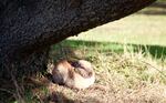 Police say several bunnies were found dead in Cannon Beach last week.